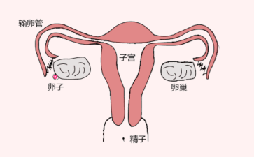 肌腺瘤多大要切除子宫--正规试管代怀