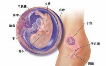 女性早怀孕期间什么时候吃叶酸片最好，具体有什么作用--最可靠代怀