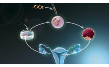 乙肝疫苗注射期内能怀孕吗